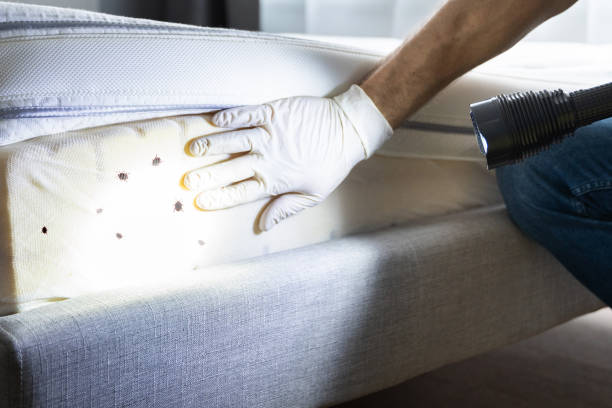 Best Termite Control Services  in Westfield, NJ