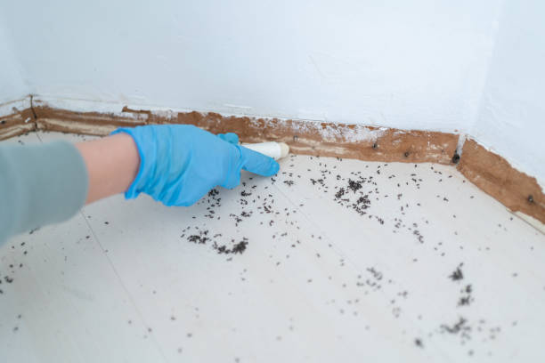 Best Insect Control  in Westfield, NJ